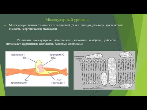 Молекулярный уровень Различные молекулярные объединения (клеточная мембрана, рибосома, цитоскелет, ферментные