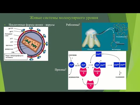 Живые системы молекулярного уровня Неклеточные формы жизни - вирусы Рибозимы? Прионы?