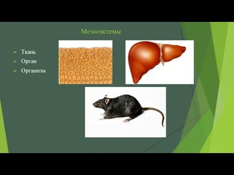 Мезосистемы Ткань Орган Организм