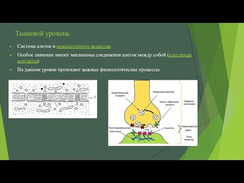 Тканевой уровень Система клеток и межклеточного вещества Особое значение имеют