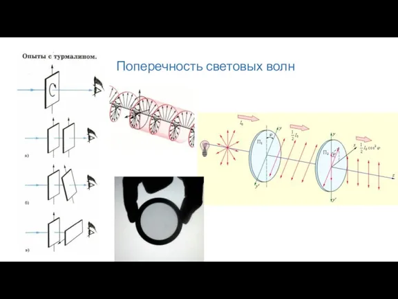 Поперечность световых волн