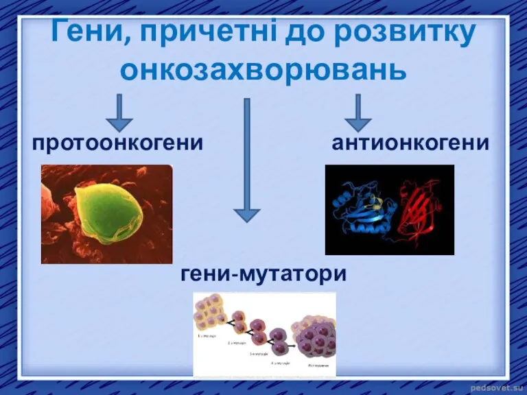 Гени, причетні до розвитку онкозахворювань протоонкогени антионкогени гени-мутатори