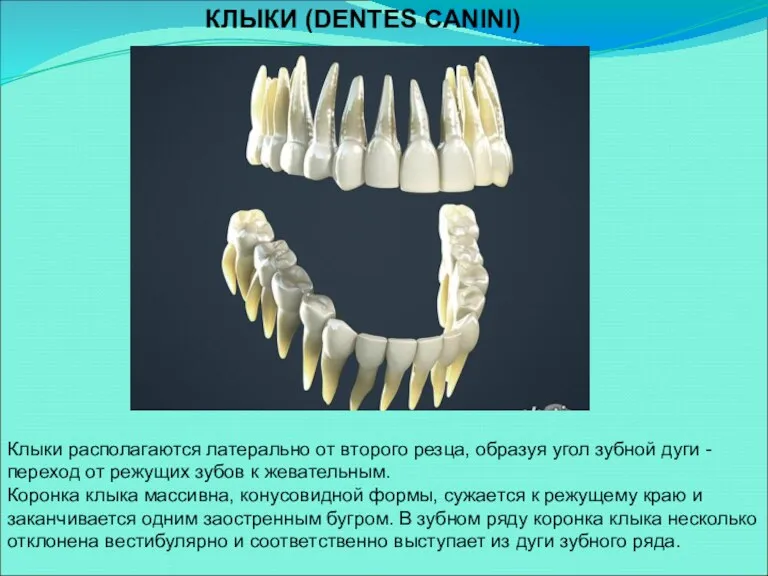 КЛЫКИ (DENTES CANINI) Клыки располагаются латерально от второго резца, образуя угол зубной дуги