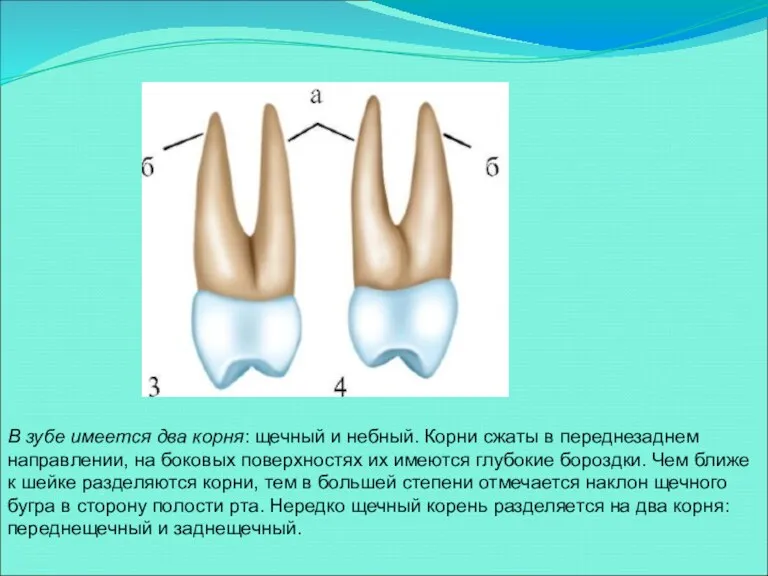 В зубе имеется два корня: щечный и небный. Корни сжаты в переднезаднем направлении,