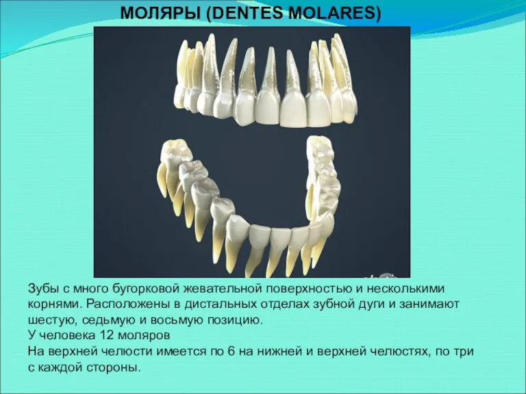 МОЛЯРЫ (DENTES MOLARES) Зубы с много бугорковой жевательной поверхностью и несколькими корнями. Расположены