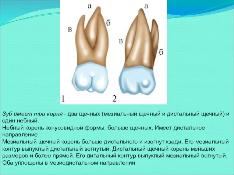 Зуб имеет три корня - два щечных (мезиальный щечный и дистальный щечный) и