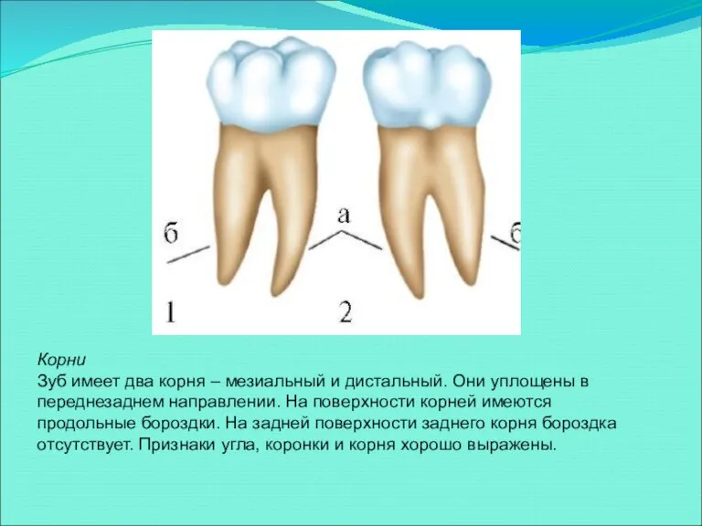 Корни Зуб имеет два корня – мезиальный и дистальный. Они уплощены в переднезаднем
