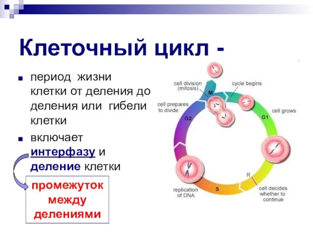 Клеточный цикл - период жизни клетки от деления до деления