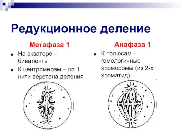 Редукционное деление Метафаза 1 На экваторе – биваленты К центромерам