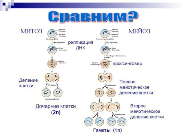 Сравним?