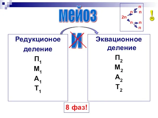 Редукционое деление П1 М1 А1 Т1 Эквационное деление П2 М2