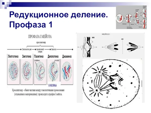 Редукционное деление. Профаза 1