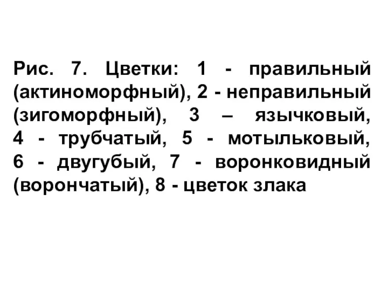 Рис. 7. Цветки: 1 - правильный (актиноморфный), 2 - неправильный