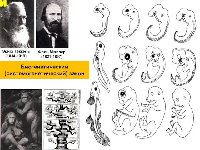 Фриц Мюллер (1821-1897) Эрнст Геккель (1834-1919) 64 Биогенетический (системогенетический) закон