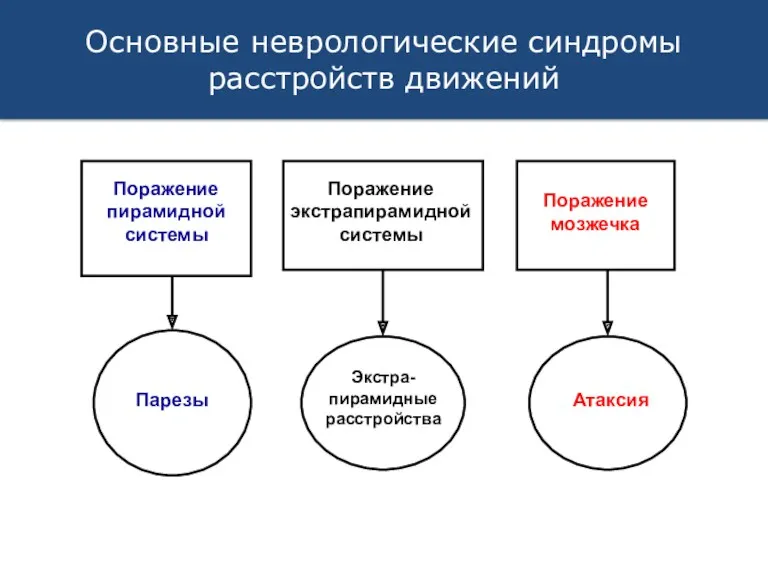 Основные неврологические синдромы расстройств движений Поражение пирамидной системы Поражение экстрапирамидной