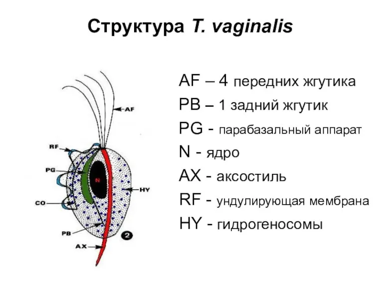 Структура T. vaginalis AF – 4 передних жгутика РВ –