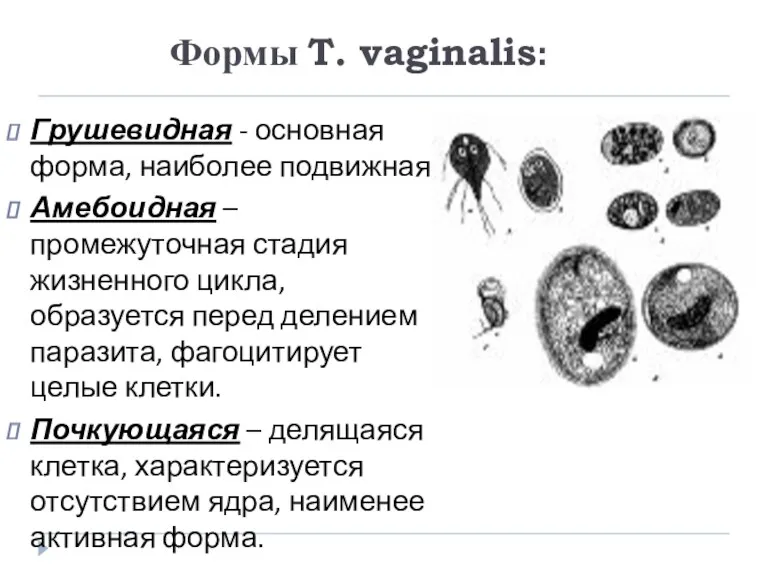 Формы T. vaginalis: Грушевидная - основная форма, наиболее подвижная. Амебоидная