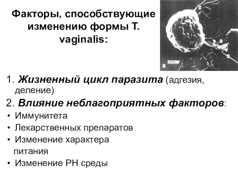 Факторы, способствующие изменению формы T. vaginalis: 1. Жизненный цикл паразита