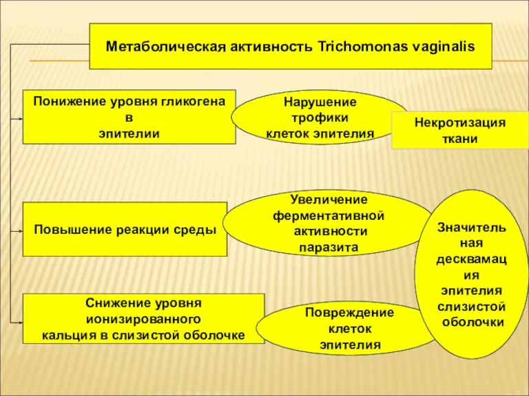 Метаболическая активность Trichomonas vaginalis Понижение уровня гликогена в эпителии Нарушение