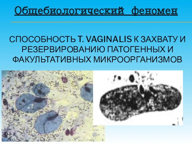 СПОСОБНОСТЬ T. VAGINALIS К ЗАХВАТУ И РЕЗЕРВИРОВАНИЮ ПАТОГЕННЫХ И ФАКУЛЬТАТИВНЫХ МИКРООРГАНИЗМОВ Общебиологический феномен