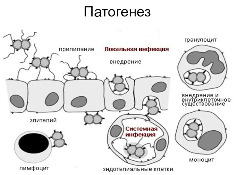 Патогенез