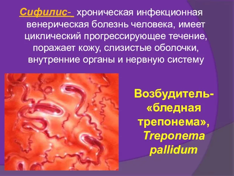 Сифилис- хроническая инфекционная венерическая болезнь человека, имеет циклический прогрессирующее течение,