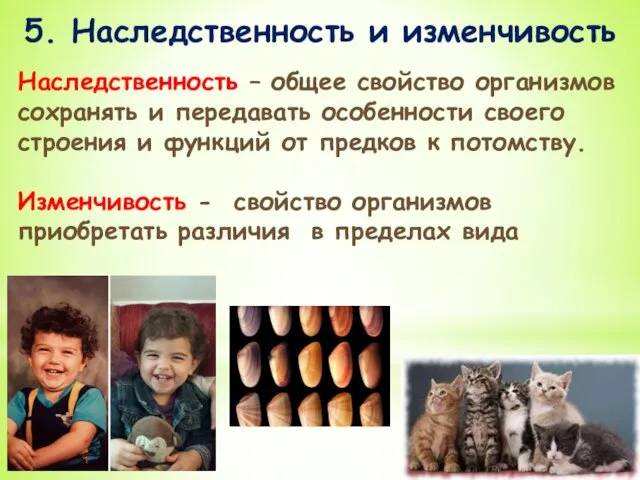 5. Наследственность и изменчивость Наследственность – общее свойство организмов сохранять