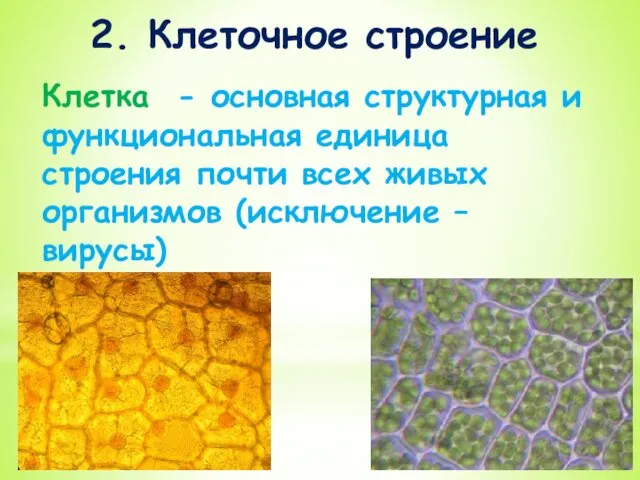 2. Клеточное строение Клетка - основная структурная и функциональная единица