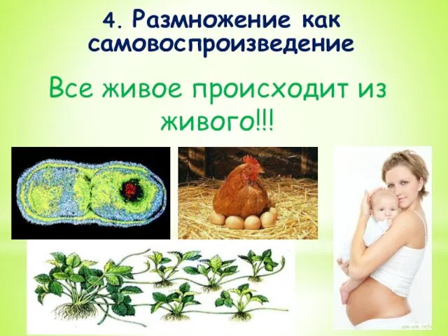 Все живое происходит из живого!!! 4. Размножение как самовоспроизведение