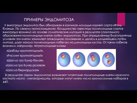 ПРИМЕРЫ ЭНДОМИТОЗА У винограда эндомитоз был обнаружен в кончиках молодых