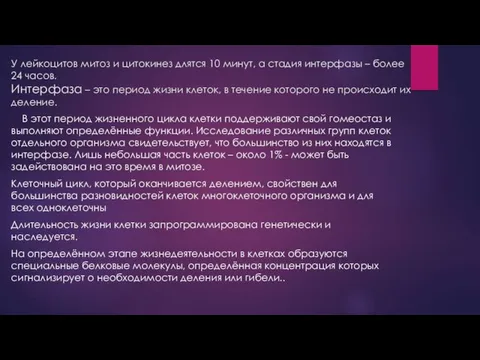 У лейкоцитов митоз и цитокинез длятся 10 минут, а стадия