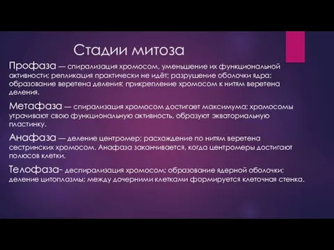 Стадии митоза Профаза — спирализация хромосом, уменьшение их функциональной активности;