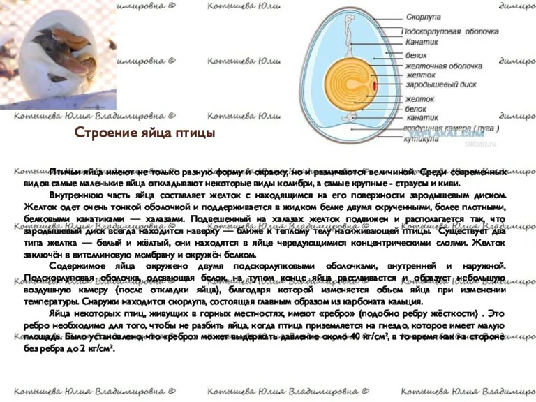 Строение яйца птицы Птичьи яйца имеют не только разную форму