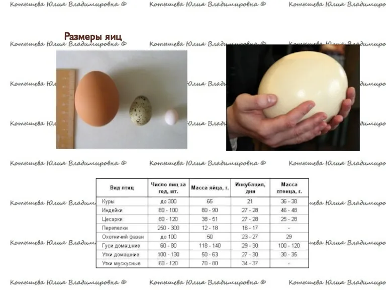 Размеры яиц