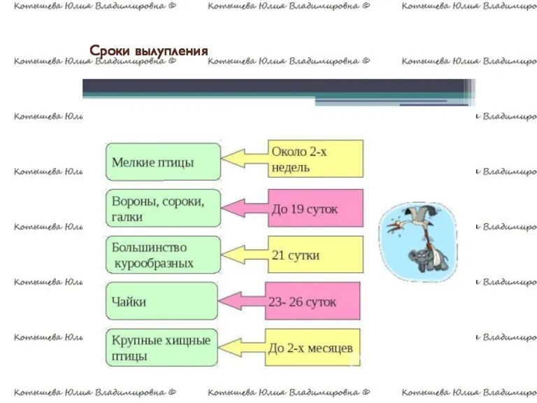 Сроки вылупления