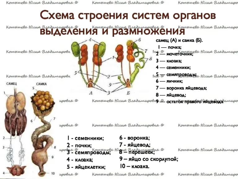 Схема строения систем органов выделения и размножения самец (А) и