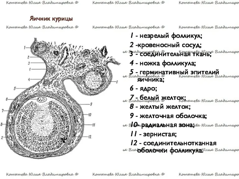 Яичник курицы 1 - незрелый фолликул; 2 -кровеносный сосуд; 3