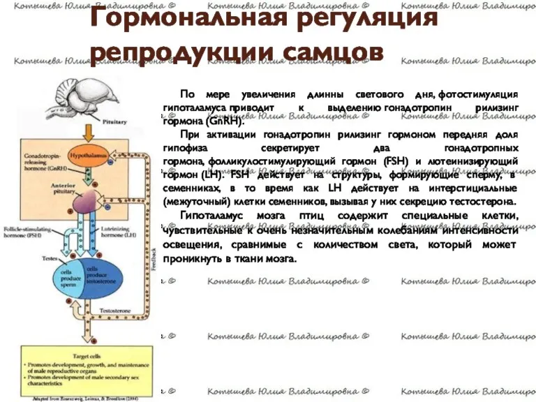 Гормональная регуляция репродукции самцов По мере увеличения длинны светового дня,