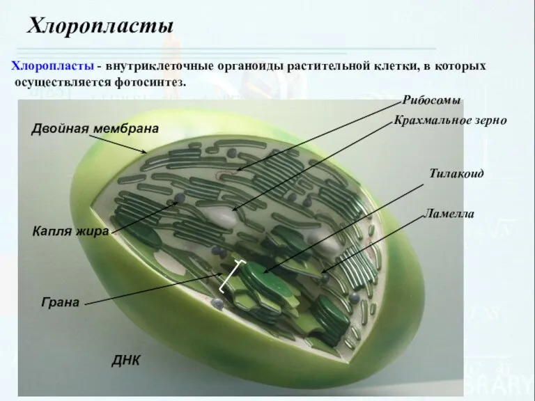 Хлоропласты Рибосомы Крахмальное зерно Тилакоид Ламелла Грана Капля жира ДНК