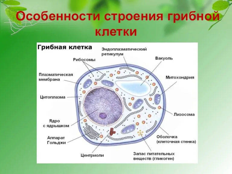 Особенности строения грибной клетки