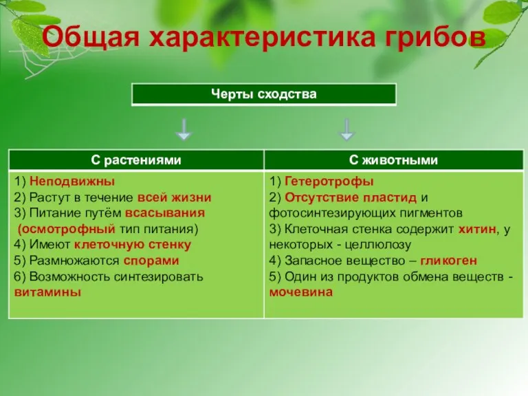 Общая характеристика грибов