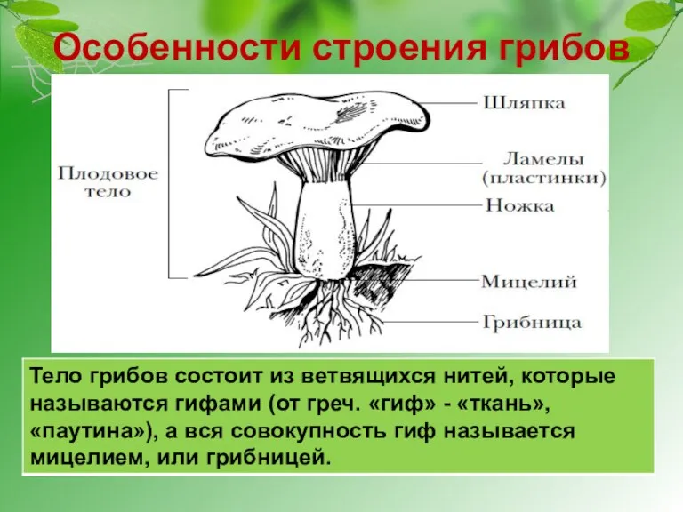 Особенности строения грибов