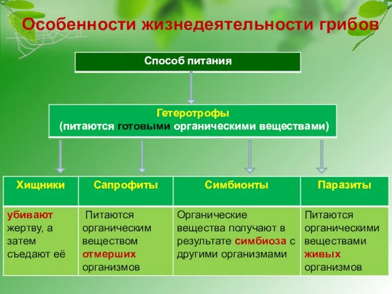 Особенности жизнедеятельности грибов