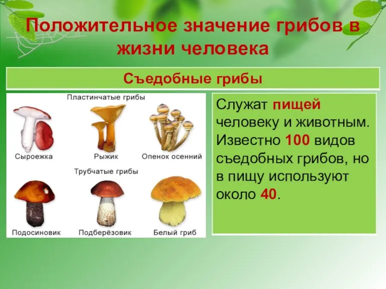 Положительное значение грибов в жизни человека