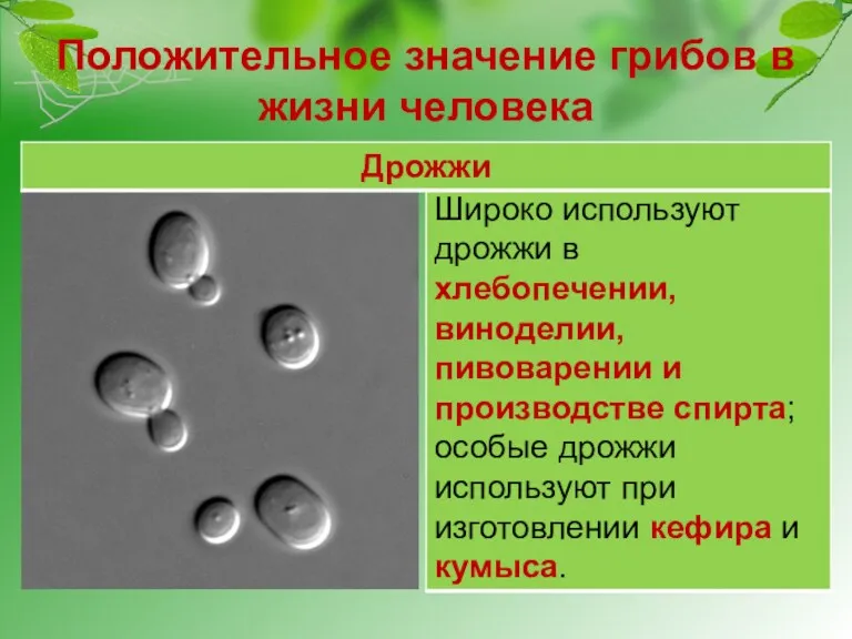 Положительное значение грибов в жизни человека