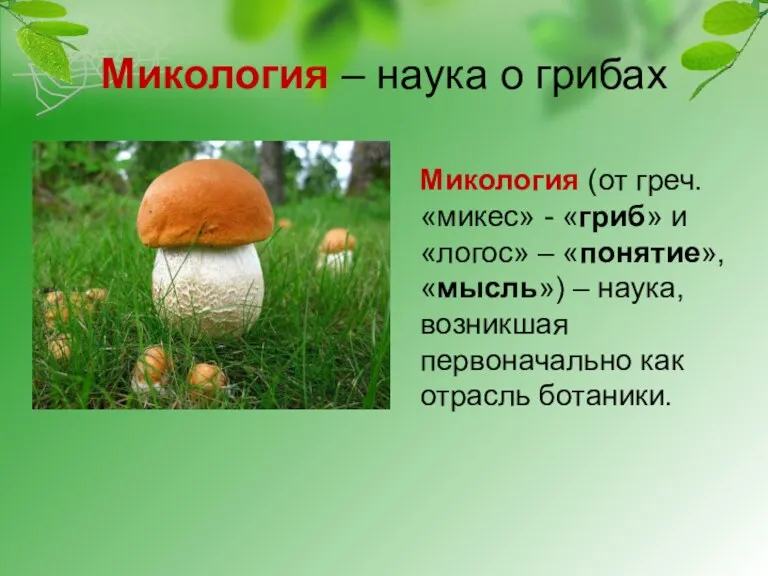 Микология – наука о грибах Микология (от греч. «микес» -
