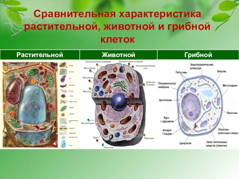 Сравнительная характеристика растительной, животной и грибной клеток