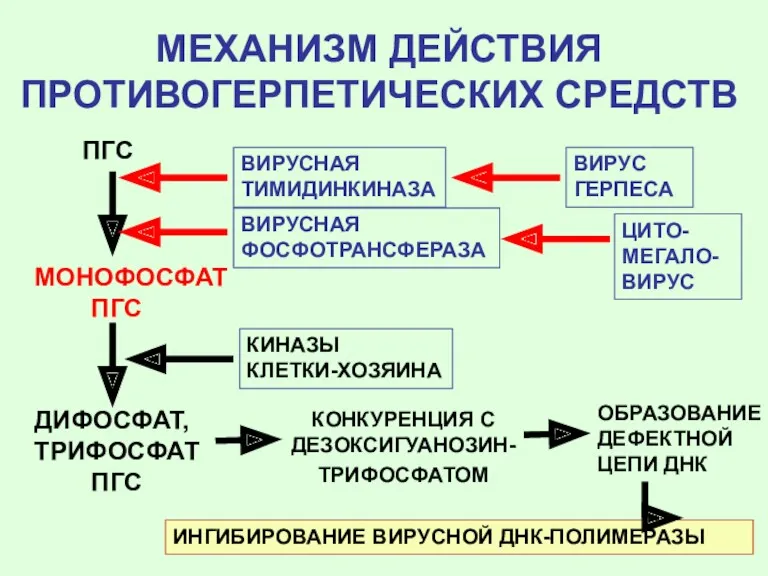 МЕХАНИЗМ ДЕЙСТВИЯ ПРОТИВОГЕРПЕТИЧЕСКИХ СРЕДСТВ