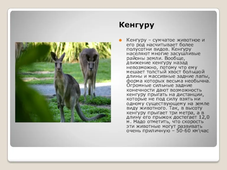 Кенгуру Кенгуру – сумчатое животное и его род насчитывает более