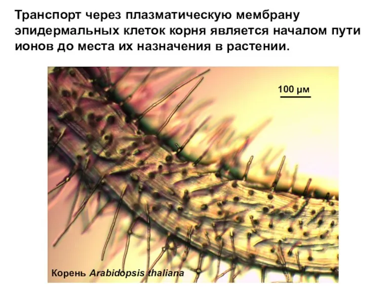Транспорт через плазматическую мембрану эпидермальных клеток корня является началом пути